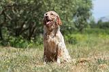 SETTER ANGLAIS 204
